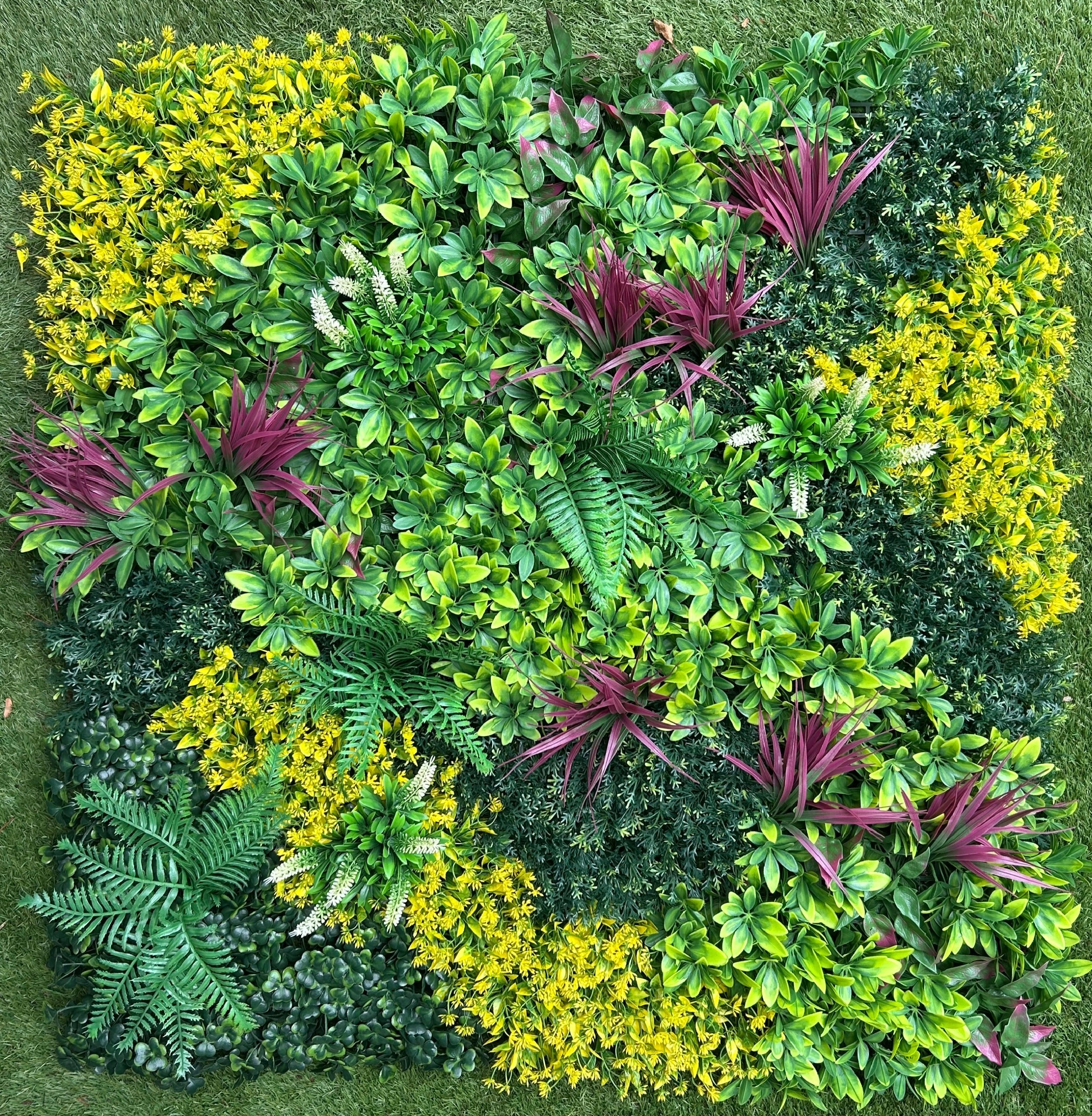 Keeping Your Green Walls Lush in the QLD Sun