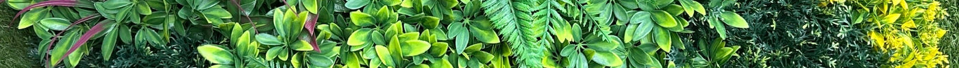 Keeping Your Green Walls Lush in the QLD Sun