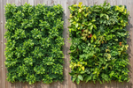 Artificial Green Walls vs Living Green Walls
